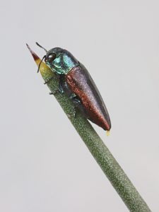 Stanwatkinsius grevilleae, PL1502, male, on Hakea cycloptera, EP, 6.7 × 2.7 mm